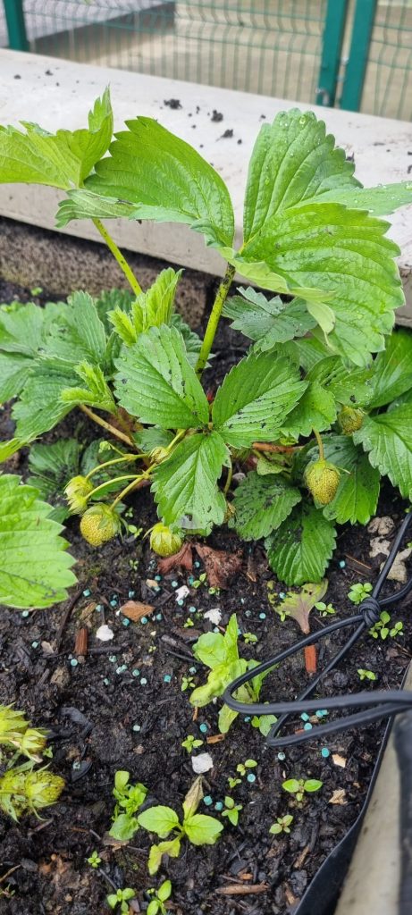 Les fraises poussent.