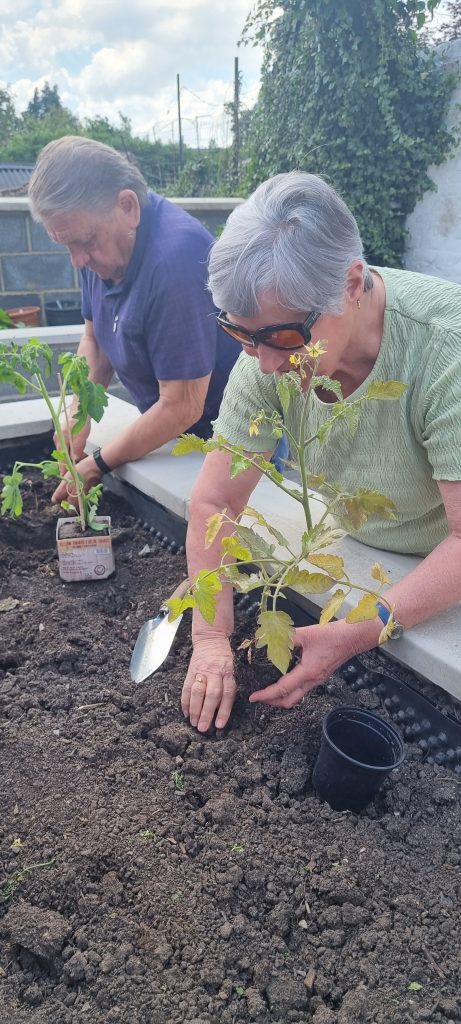 Cécile et josé creusent des trous pour y mettre des tomates