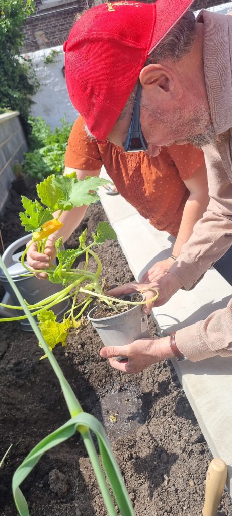 Roberto plante une courgette