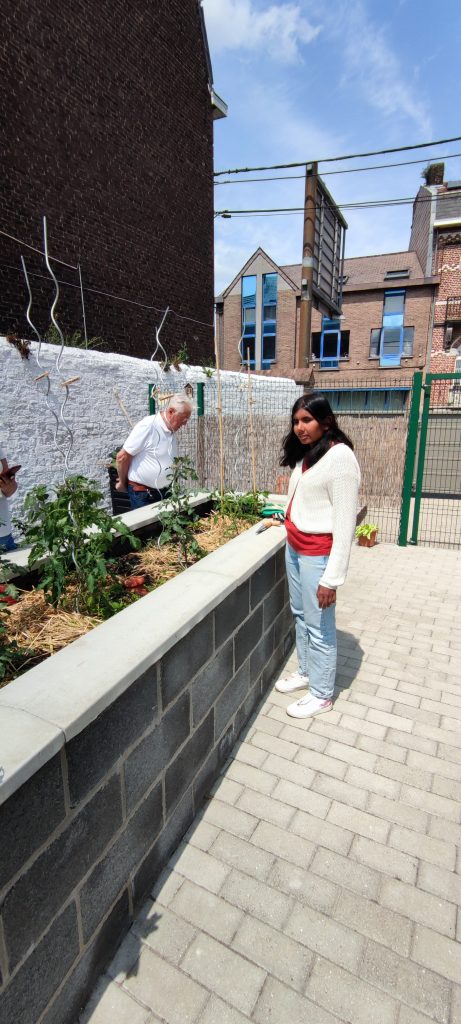 Sumeera plante le basilique