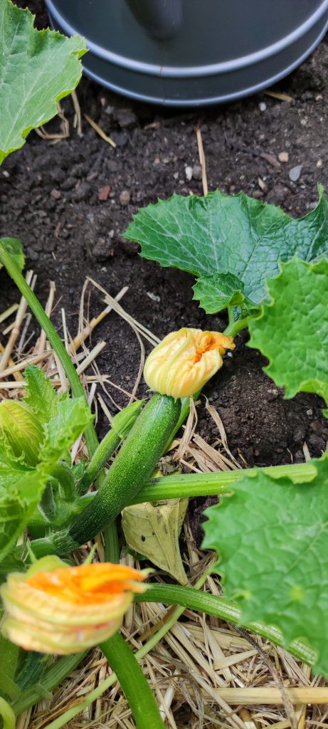 Petite pousse de courgette